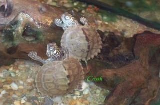 2 Höckerschildkröten Wasserschildkröten zu vergeben.