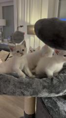 Türkisch angora Kitten