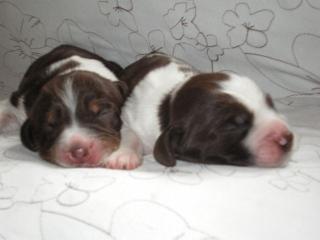 English Springer Spaniel Welpen