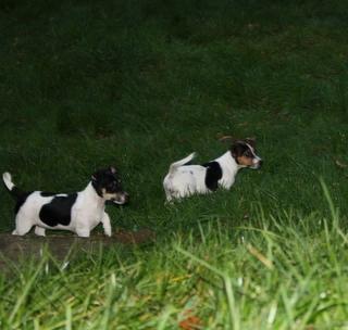 Jack Russell Terrier Welpen