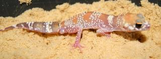 1 Männchen Australischer Dickschwanzgecko Bellende Geckos Underwoodisaurus millii HYPO YELLOW Line