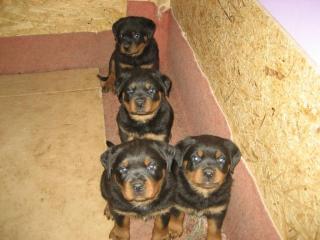 Kräftige reinrassige Rottweiler-Welpen abzugeben