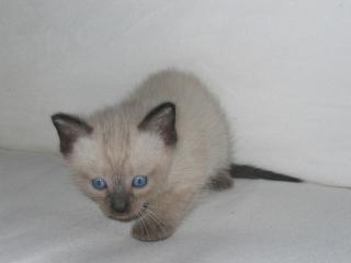3 Siamkitten suchen Zuhause mit Schmusepartner