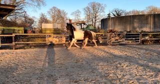 Reitbarer Beisteller beistellpferd warmblut wallach abzugeben