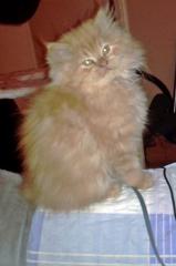 Rotes Perserbaby m. P. sucht neue Katzeneltern