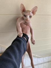 2 Kanadian Sphynx Mädchen