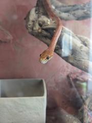 Kornatter wegen Umzug Abzugeben