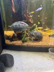 2 Moses Schildkröten, mit einem 80 cm Aquarium