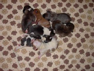Reinrassige französische Bulldoggen
