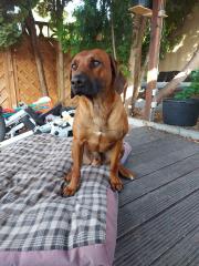 Deckrüde Rhodesian Ridgeback
