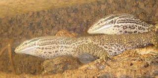 Gebe ab 1. 1 Varanus Panoptes Horni - Arguswarane