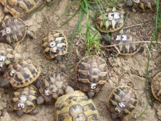 NZ 2021 Griechische Landschildkröte und Breitrandschildkröte