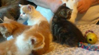 Main Coon mix Kitten suchen neuen Kuschelplatz