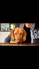 Vizsla, Ungarischer Jagdhund