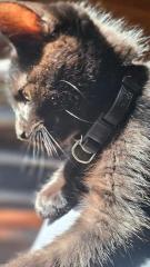 Angora Kater 7 Monate jung