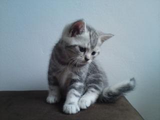 3 BKH Boys in Black Silver Classic Tabby suchen neues Zuhause