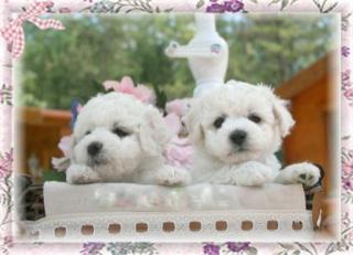 Bichon Welpen suchen noch Kuschelplätze