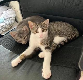 Zwei katzen zu verkaufen