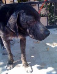 Blacky oder Wer darf leben . wer muss qualvoll sterben