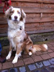 Unsere Fley sucht ein Zuhause