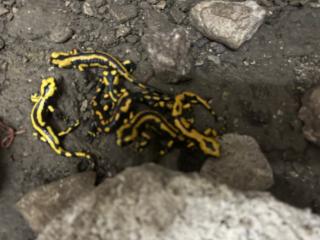 Feuersalamander Salamandra salamandra terrestris