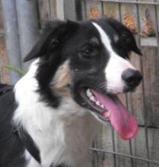 Traumhund Nero sucht Herrchen