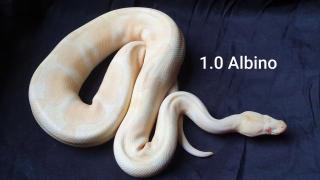 Python Regius Bestandsverkleinerung