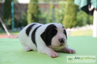 Polnische Landseer Welpen mit FCI-Papieren