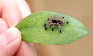 0. 0. 35 Avicularia avicularia ENZ 1 FH 07/08