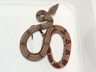 Boa constrictor imperator salmon, pastell u. A.