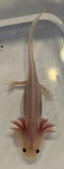Axolotl Nachwuchs aus eigener Nachzucht