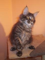 Maine coon babys