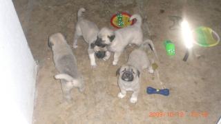 Kangal Welpen