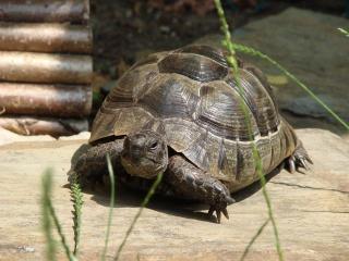 Maurische Landschildkröte Männchen