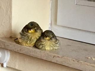 Tierbetreuung für Kleinvögel