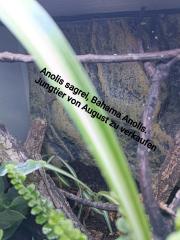 Anolis sagrei Bahama Anolis
