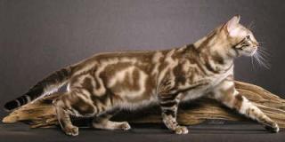 Bengalkater Deckkater