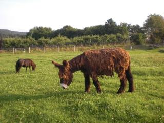 Poitou-Esel-Hengst