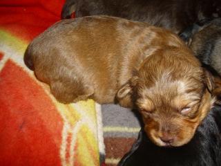 Yorky-Mix Welpen abzugeben