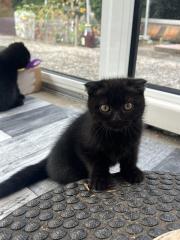 2 süße Kitten abzugeben in tierliebe Hände