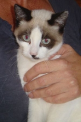 Clyde - wer spielt und schmust mit mir
