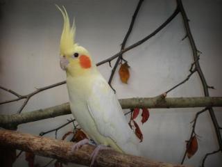 Nymphensittich verloren