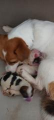 Jack Russel Terrier Welpen
