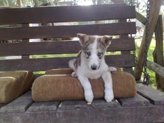 Border - Husky Welpen zu verkaufen
