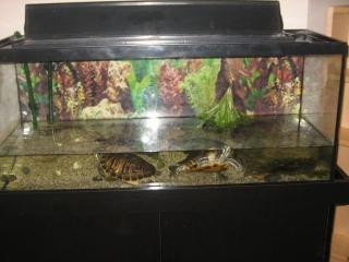 2Cumberlandschildkröte mit Aquarium.