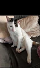 Kater vermisst