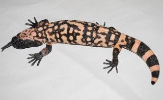 Netzförmige Gila Monster Garantiert erwachsenen männlichen und weiblichen zum