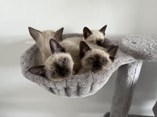 Wundervolle Siamkitten