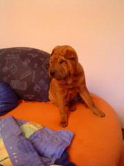 Shar Pei Mädchen