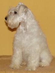 Zwergschnauzer Weiss Welpen